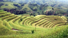 Ruộng bậc thang Hoàng Su Phì: di tích quốc gia