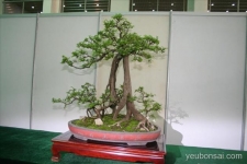  Triển lãm bonsai, cây cảnh Phúc Kiến Trung Quốc