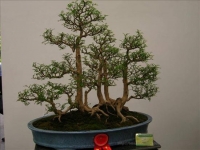 Bonsai Trung Quốc