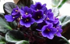 Cây Saintpaulia (hoa violet)